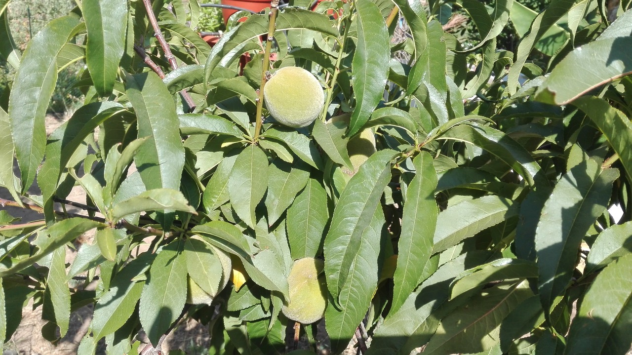 Mangos