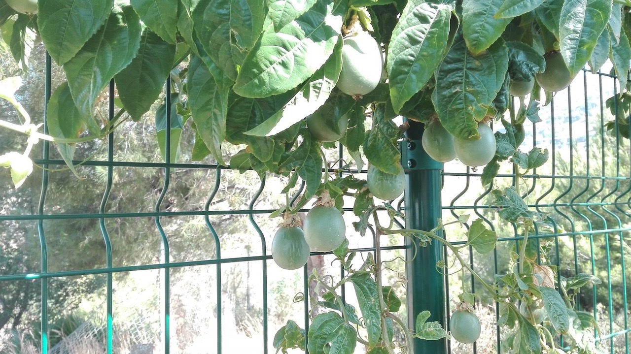 Garten/Terrassen - Maracuja